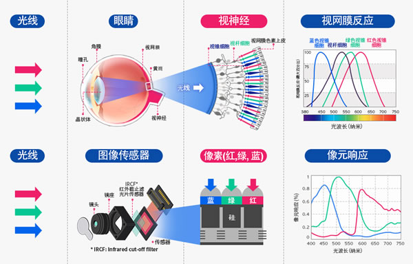 人类眼睛与CMOS图像传感器响应对比